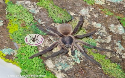 MONOCENTROPUS BALFOURI mature male TARANTULA
